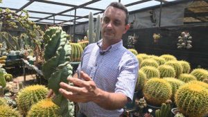 Francisco se dedica a cuidar y reproducir cactus desde hace 34 años. Ahora tiene un vivero en Coatepeque, Santa Ana, donde aloja cientos de especies de cactus de todo tipo y tamaños. El más antiguo tiene 34 años.
