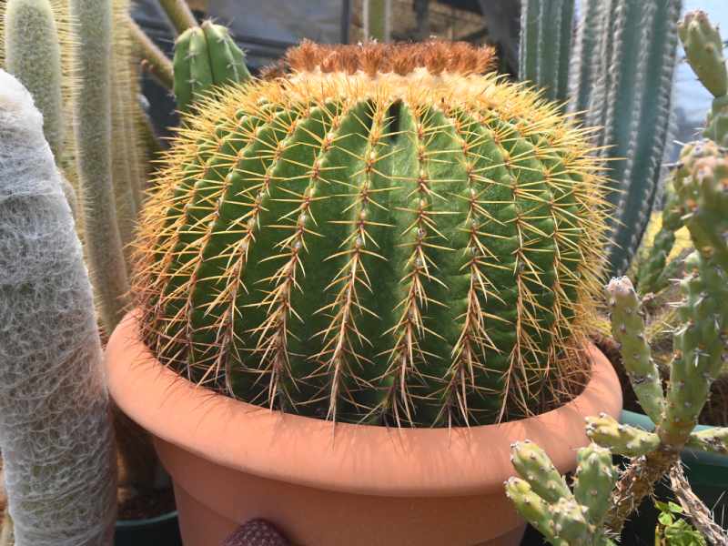 Francisco se dedica a cuidar y reproducir cactus desde hace 34 años. Ahora tiene un vivero en Coatepeque, Santa Ana, donde aloja cientos de especies de cactus de todo tipo y tamaños. El más antiguo tiene 34 años.