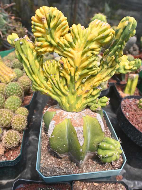 Francisco se dedica a cuidar y reproducir cactus desde hace 34 años. Ahora tiene un vivero en Coatepeque, Santa Ana, donde aloja cientos de especies de cactus de todo tipo y tamaños. El más antiguo tiene 34 años.