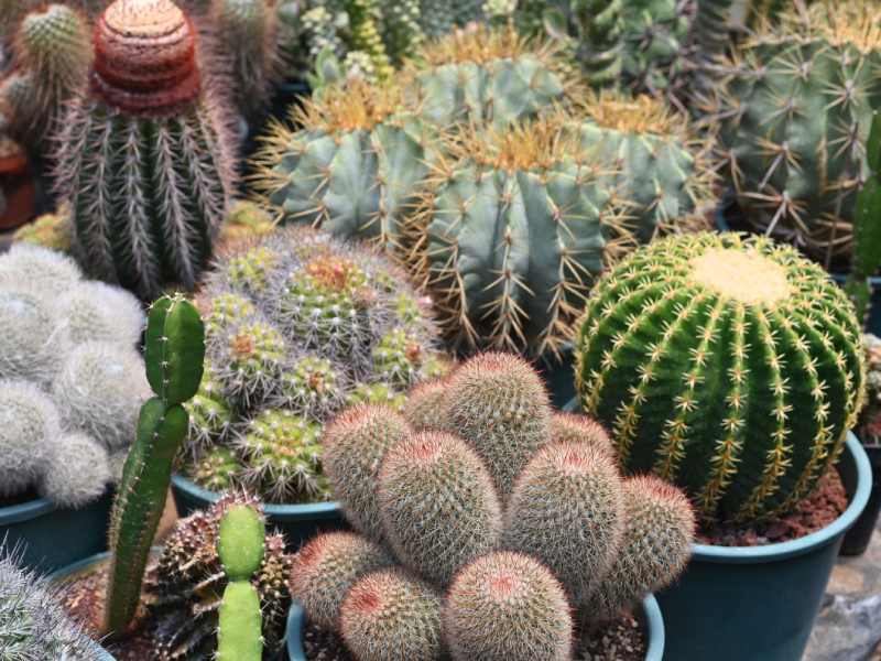Francisco se dedica a cuidar y reproducir cactus desde hace 34 años. Ahora tiene un vivero en Coatepeque, Santa Ana, donde aloja cientos de especies de cactus de todo tipo y tamaños. El más antiguo tiene 34 años.