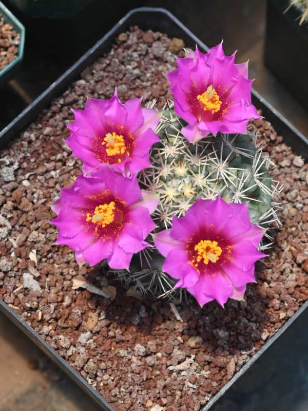 Francisco se dedica a cuidar y reproducir cactus desde hace 34 años. Ahora tiene un vivero en Coatepeque, Santa Ana, donde aloja cientos de especies de cactus de todo tipo y tamaños. El más antiguo tiene 34 años.
