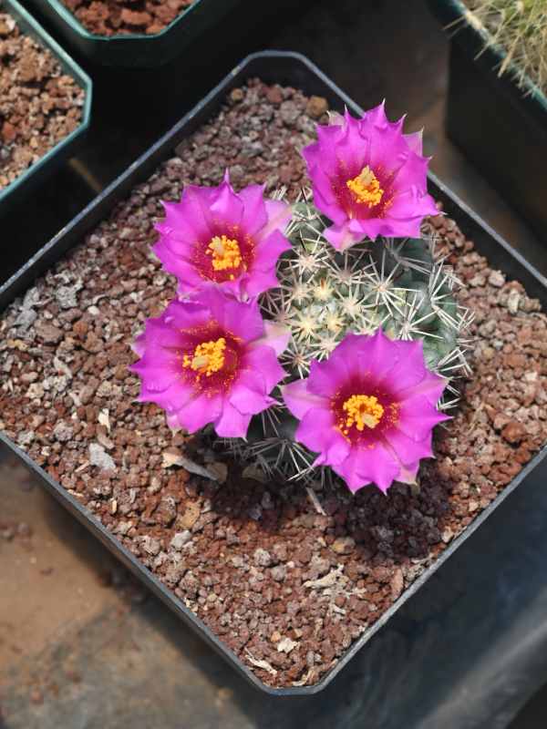 Francisco se dedica a cuidar y reproducir cactus desde hace 34 años. Ahora tiene un vivero en Coatepeque, Santa Ana, donde aloja cientos de especies de cactus de todo tipo y tamaños. El más antiguo tiene 34 años.