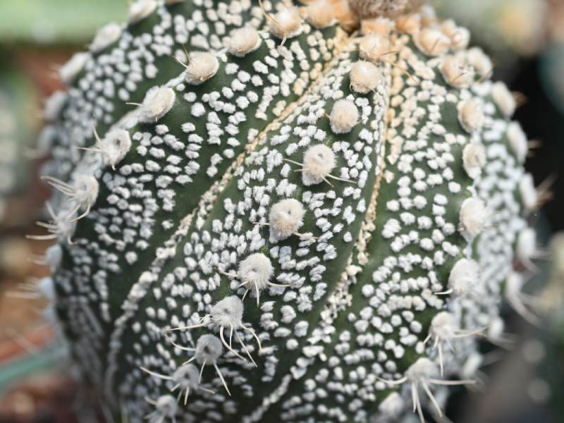 Francisco se dedica a cuidar y reproducir cactus desde hace 34 años. Ahora tiene un vivero en Coatepeque, Santa Ana, donde aloja cientos de especies de cactus de todo tipo y tamaños. El más antiguo tiene 34 años.