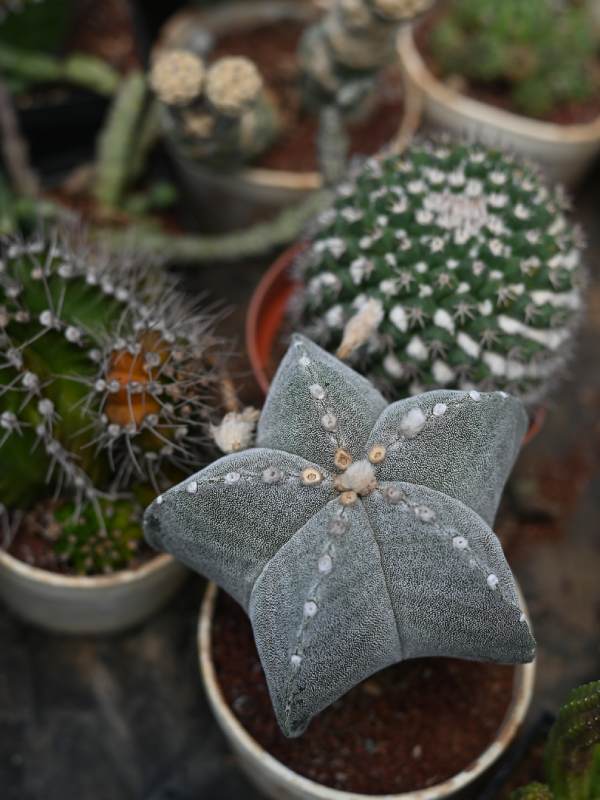 Francisco se dedica a cuidar y reproducir cactus desde hace 34 años. Ahora tiene un vivero en Coatepeque, Santa Ana, donde aloja cientos de especies de cactus de todo tipo y tamaños. El más antiguo tiene 34 años.