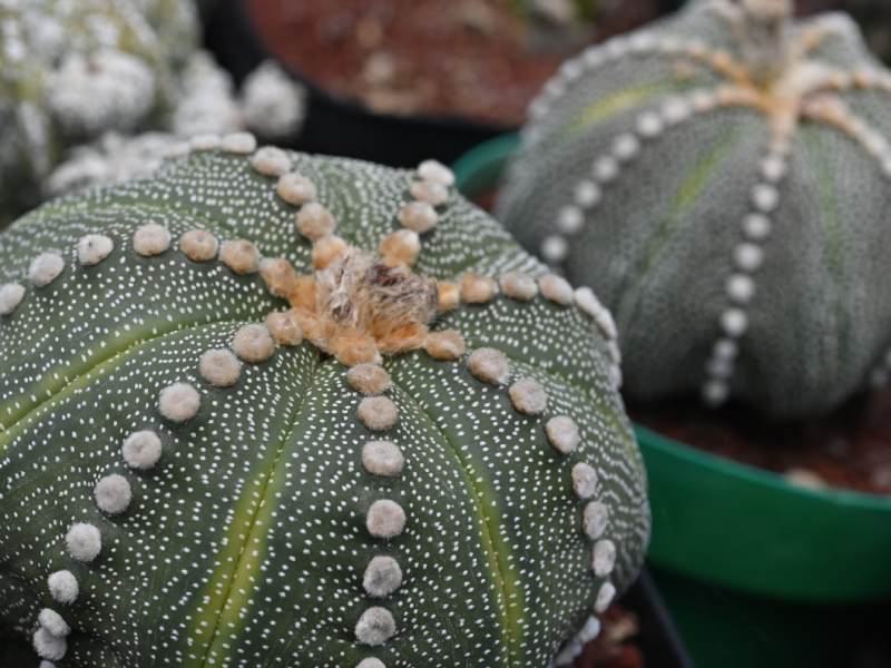 Francisco se dedica a cuidar y reproducir cactus desde hace 34 años. Ahora tiene un vivero en Coatepeque, Santa Ana, donde aloja cientos de especies de cactus de todo tipo y tamaños. El más antiguo tiene 34 años.