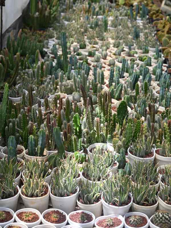 Francisco se dedica a cuidar y reproducir cactus desde hace 34 años. Ahora tiene un vivero en Coatepeque, Santa Ana, donde aloja cientos de especies de cactus de todo tipo y tamaños. El más antiguo tiene 34 años.