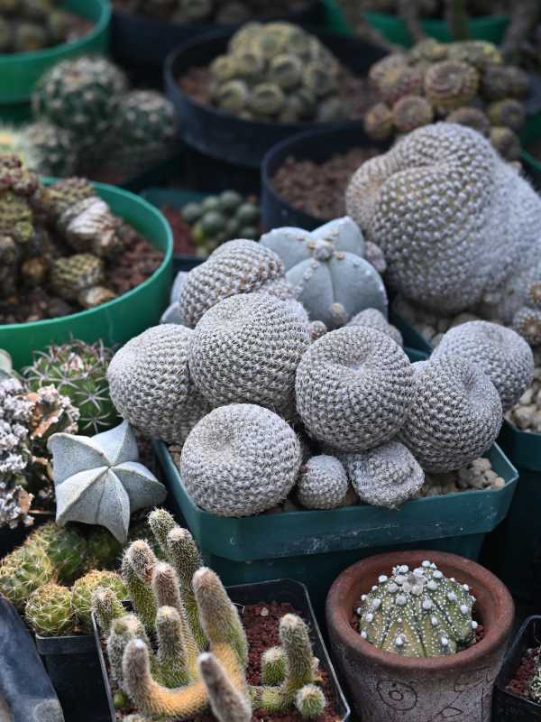 Francisco se dedica a cuidar y reproducir cactus desde hace 34 años. Ahora tiene un vivero en Coatepeque, Santa Ana, donde aloja cientos de especies de cactus de todo tipo y tamaños. El más antiguo tiene 34 años.