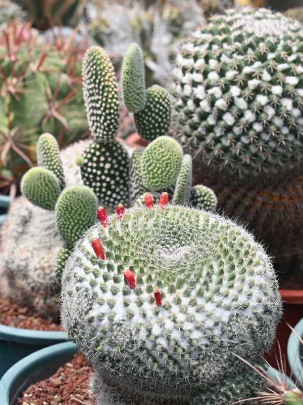 Francisco se dedica a cuidar y reproducir cactus desde hace 34 años. Ahora tiene un vivero en Coatepeque, Santa Ana, donde aloja cientos de especies de cactus de todo tipo y tamaños. El más antiguo tiene 34 años.