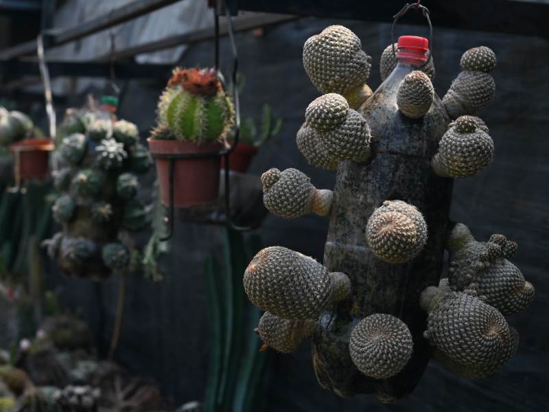 Francisco se dedica a cuidar y reproducir cactus desde hace 34 años. Ahora tiene un vivero en Coatepeque, Santa Ana, donde aloja cientos de especies de cactus de todo tipo y tamaños. El más antiguo tiene 34 años.