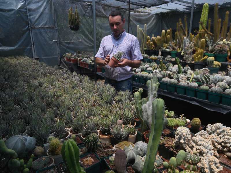 Francisco se dedica a cuidar y reproducir cactus desde hace 34 años. Ahora tiene un vivero en Coatepeque, Santa Ana, donde aloja cientos de especies de cactus de todo tipo y tamaños. El más antiguo tiene 34 años.