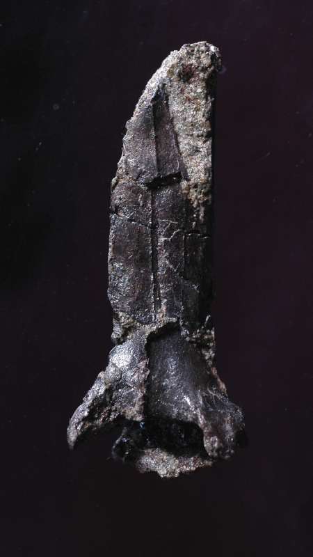 Fosil- dinosaurio- Japon