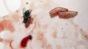 Salud afirma que los tres casos de gusano barrenador en personas están controlados