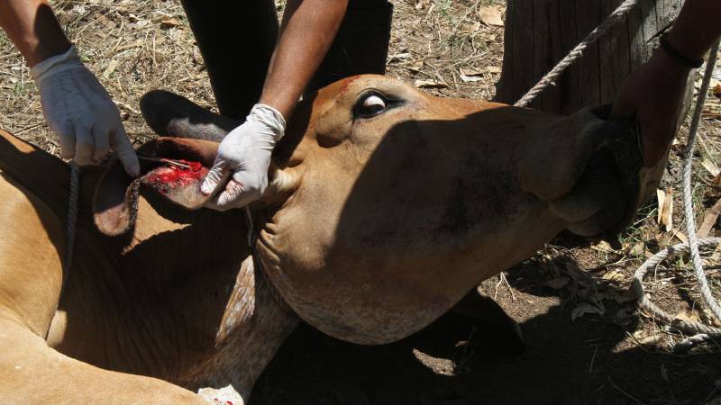 Gusano-Barrenador-Ahuachapán- Animales-Investigadores-UES
