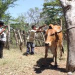 Gusano-Barrenador-Ahuachapán- Animales-Investigadores-UES