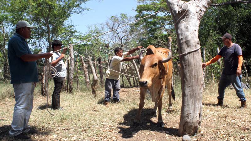 La vaca Furia, de seis años de edad, es preparada para curar su oreja, contaminada por el gusano barrenador.
Foto/ Cortesía Wilfredo Díaz.