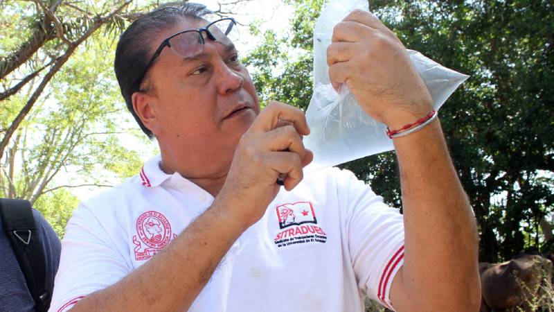 Gusano-Barrenador-Ahuachapán- Animales-Investigadores-UES