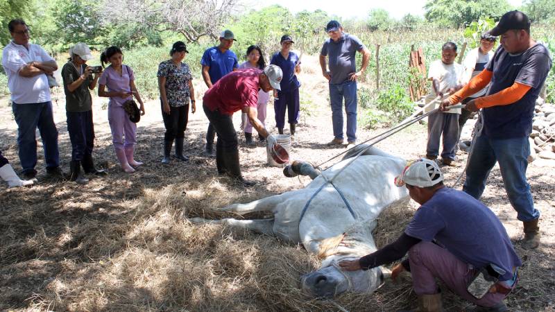 Gusano-Barrenador-Ahuachapán- Animales-Investigadores-UES