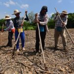 agricultores granos basicos siembra maiz milpa campesionos