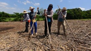 agricultores granos basicos siembra maiz milpa campesionos