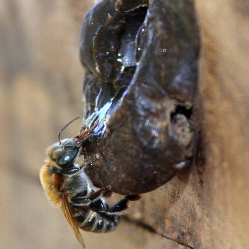 Panales-Miel de abeja-Medicinal-Investigación-UES-Estudiantes