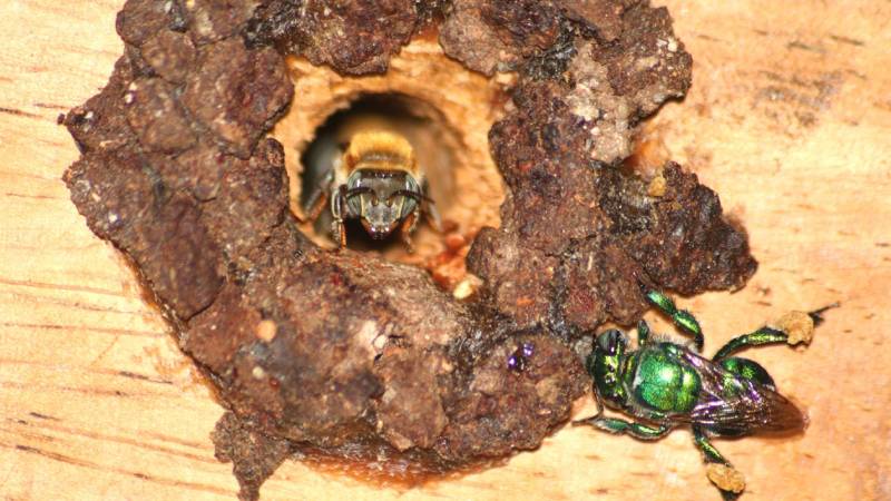 Panales-Miel de abeja-Medicinal-Investigación-UES-Estudiantes