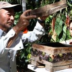 Panales-Miel de abeja-Medicinal-Investigación-UES-Estudiantes