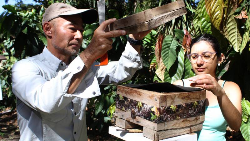 Panales-Miel de abeja-Medicinal-Investigación-UES-Estudiantes