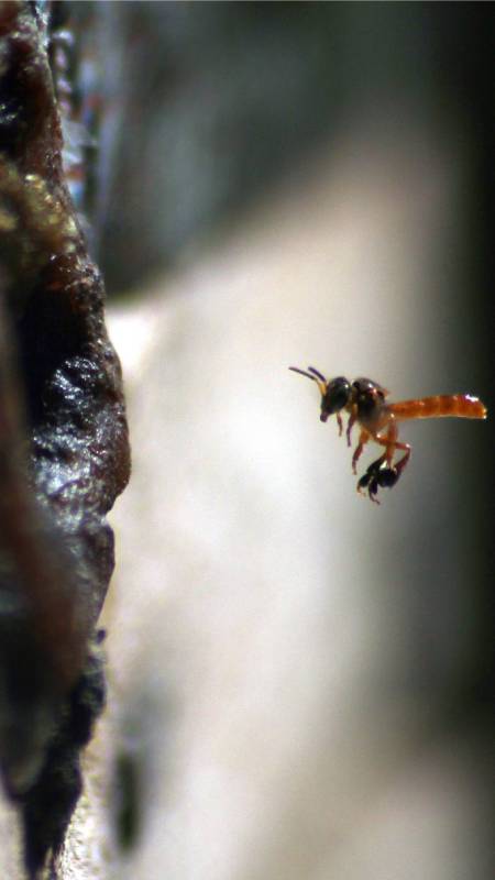 Panales-Miel de abeja-Medicinal-Investigación-UES-Estudiantes