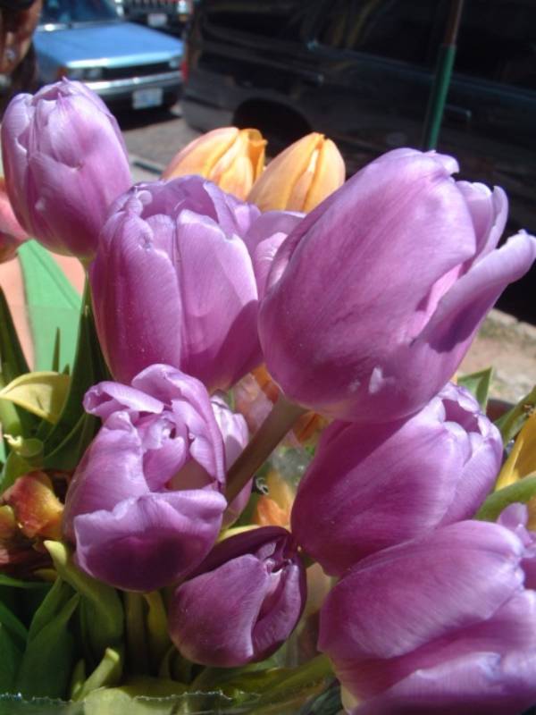 Tulipanes