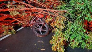 El árbol cayó sobre una motocicleta en Santa Ana. Foto EDH / Cortesía.