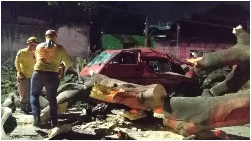 Así quedó uno de los autos tras las caída del árbol. Foto / Cortesía Comandos de Salvamento