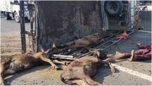 En el pick up eran transportados varios terneros. Foto / Comandos de Salvamento
