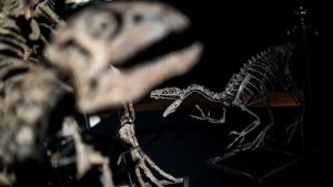 dinosaurio-esqueleto-museo