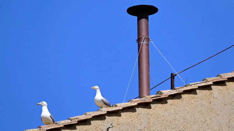 gaviotas del cónclave