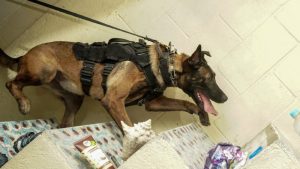 Operativo dejó capturas y decomisos relacionados al narcotráfico