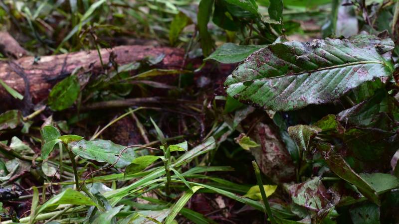 Femenicidio-Colonia-Ciudad Credisa-10 de Octubre- Soyapango- Mujer- Vereda-No Identificada