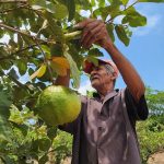 Los últimos cultivos en las tierras donde se construirá el Aeropuerto del Pacífico