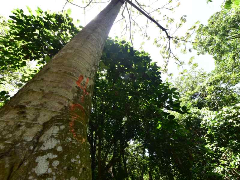 Finca El Espino, cerca del Ministerio de Relaciones Exteriores, será deforestada por la construcción del nuevo Cifco por el gobierno de China.