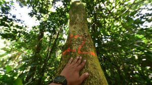 Finca El Espino, cerca del Ministerio de Relaciones Exteriores, será deforestada por la construcción del nuevo Cifco por el gobierno de China.