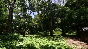 Finca El Espino, cerca del Ministerio de Relaciones Exteriores, será deforestada por la construcción del nuevo Cifco por el gobierno de China.