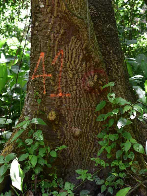 Finca El Espino, cerca del Ministerio de Relaciones Exteriores, será deforestada por la construcción del nuevo Cifco por el gobierno de China.