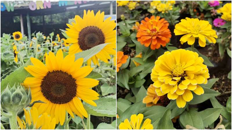Festival de Las Flores