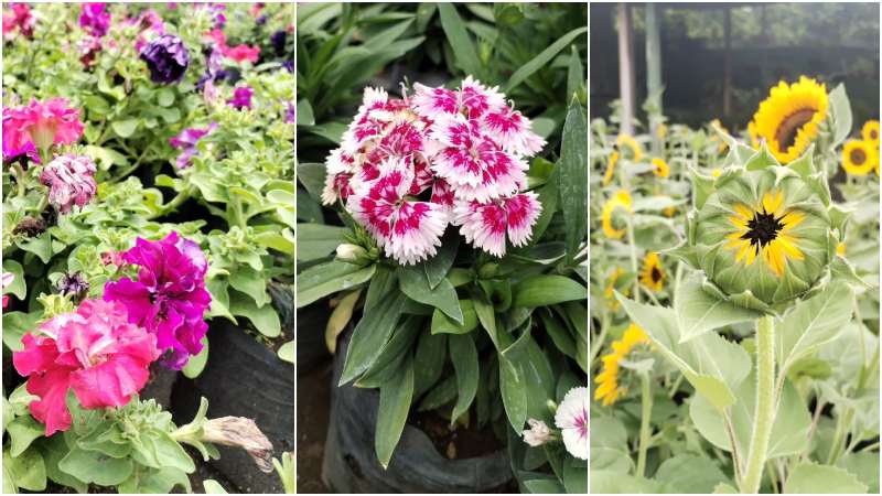 Festival de Las Flores