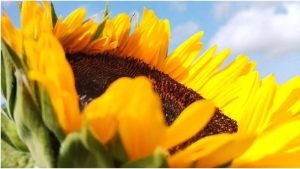 Festival de Las Flores