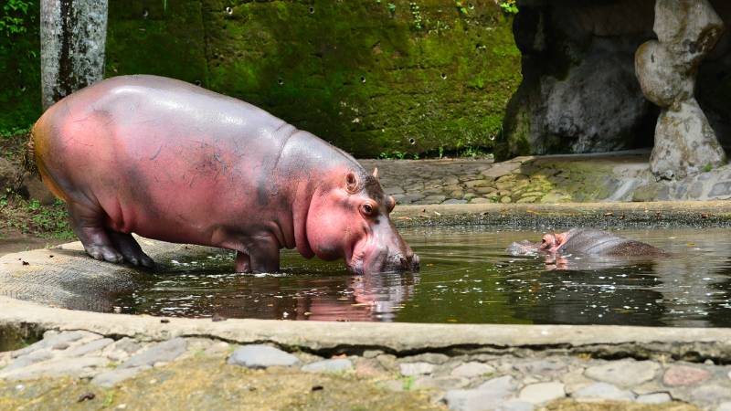 Kibo, es un hipopótamo que nació en Furesa en el año 2020 y actualmente continua en el refugio junto a su madre.
Foto EDH/ Lissette Monterrosa