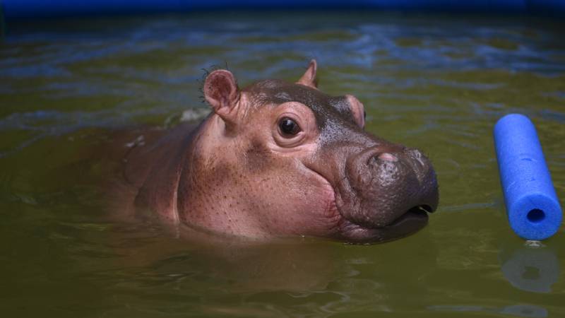 Furesa- Kibo-Hipopotamo-Nacimiento