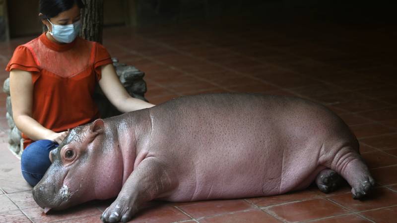 Furesa- Kibo-Hipopotamo-Nacimiento