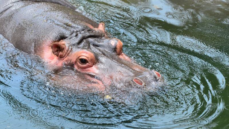 Furesa- Kibo-Hipopotamo-Nacimiento