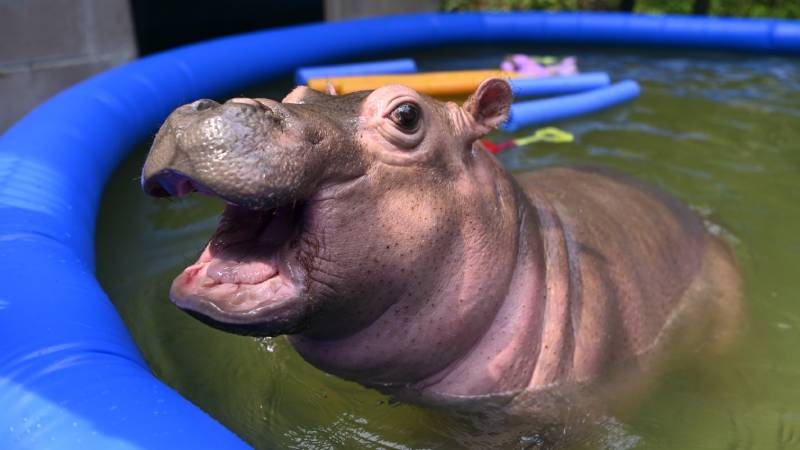 Furesa- Kibo-Hipopotamo-Nacimiento