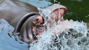 Furesa- Kibo-Hipopotamo-Nacimiento